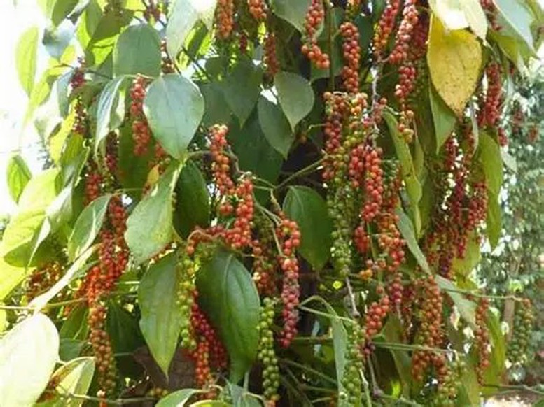 Riêng 4 tháng đầu năm, Mỹ đã nhập khẩu gần 25 nghìn tấn tiêu từ Việt Nam, trị giá 178 triệu USD, chiếm 25,5% tổng lượng xuất khẩu của cả nước - Ảnh minh họa