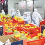 Xuất khẩu rau quả Việt Nam tăng tốc hướng tới mốc 10 tỷ USD