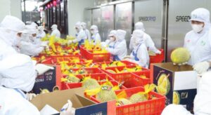 Xuất khẩu rau quả Việt Nam tăng tốc hướng tới mốc 10 tỷ USD