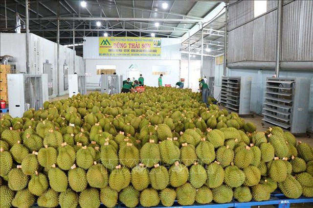 2026年前5个月越南农林水产品出口300多亿美元