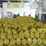 2026年前5个月越南农林水产品出口300多亿美元