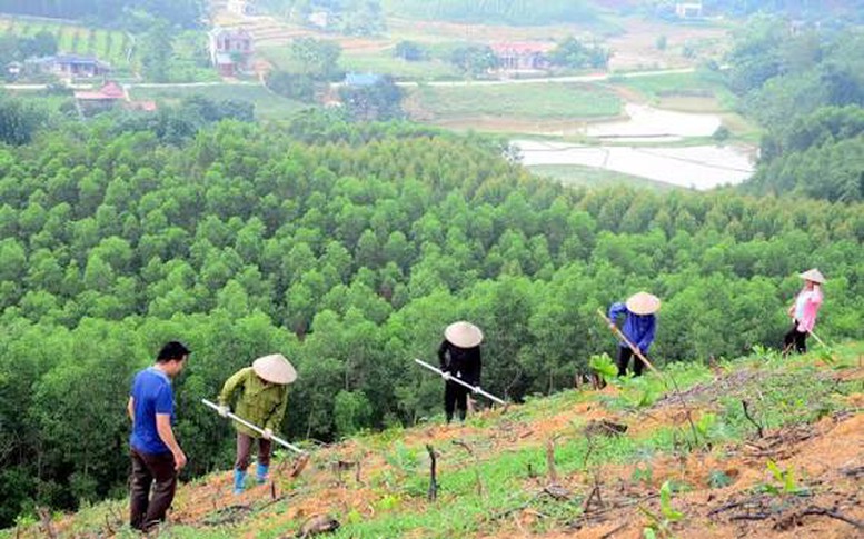 Phát triển nguyên liệu bền vững không thể là nỗ lực đơn lẻ của doanh nghiệp hay người trồng rừng - Ảnh minh họa